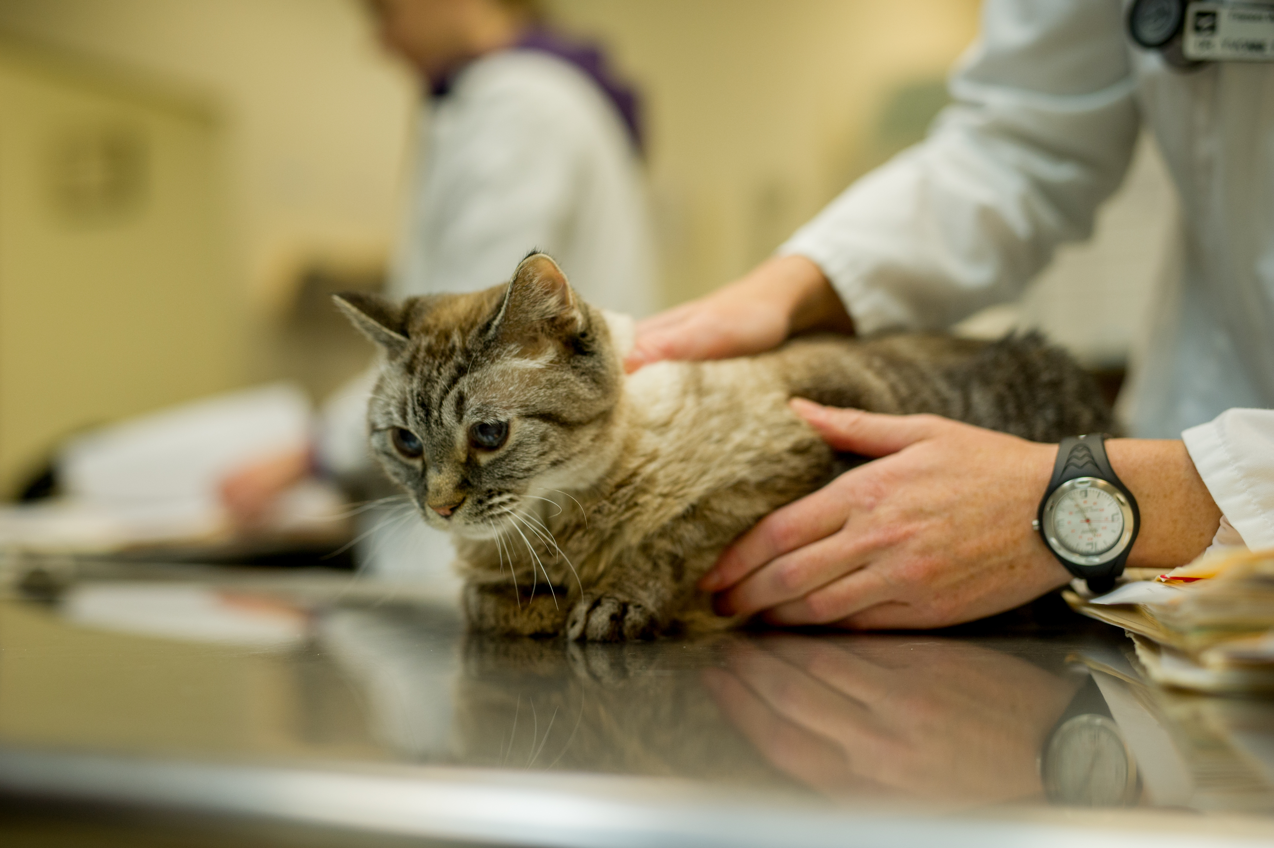 Acupuncture Fremont Veterinary Clinic