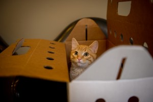 Kitty in Carrier