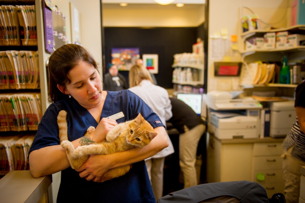 Health Care Kittens Fremont Veterinary Clinic