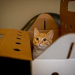 Kitty in Box, cropped square