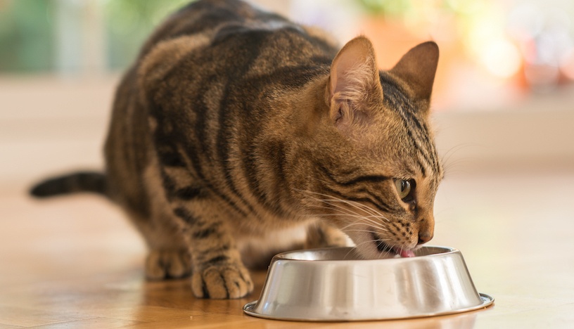 What Should I Feed My Pet? Fremont Veterinary Clinic